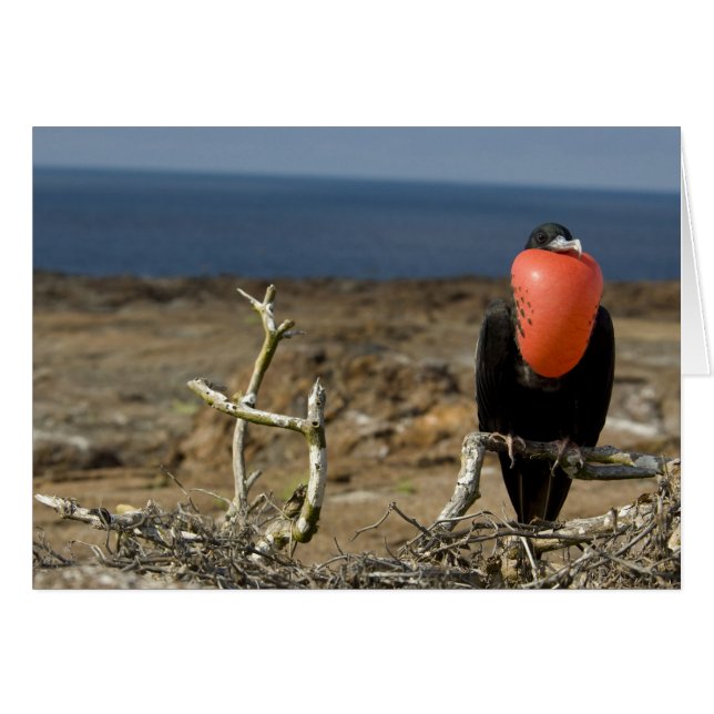 Ecuador, Galapagos, Genovesa-eiland. Prins (Voorkant Horizontaal)