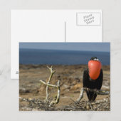 Ecuador, Galapagos, Genovesa-eiland. Prins Briefkaart (Voorkant / Achterkant)