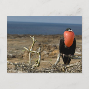 Ecuador, Galapagos, Genovesa-eiland. Prins Briefkaart