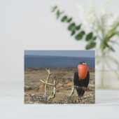 Ecuador, Galapagos, Genovesa-eiland. Prins Briefkaart (Staand voorkant)
