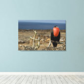 Ecuador, Galapagos, Genovesa-eiland. Prins Canvas Afdruk (Insitu (Houten vloer))