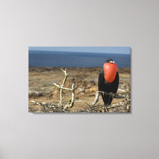 Ecuador, Galapagos, Genovesa-eiland. Prins Canvas Afdruk (Voorkant)