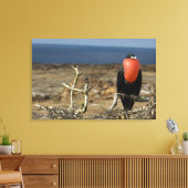 Ecuador, Galapagos, Genovesa-eiland. Prins Canvas Afdruk (Insitu (Woonkamer))