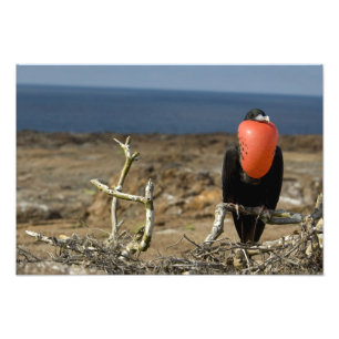 Ecuador, Galapagos, Genovesa-eiland. Prins Foto Afdruk