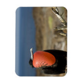 Ecuador, Galapagos, Genovesa-eiland. Prins Magneet (Verticaal)