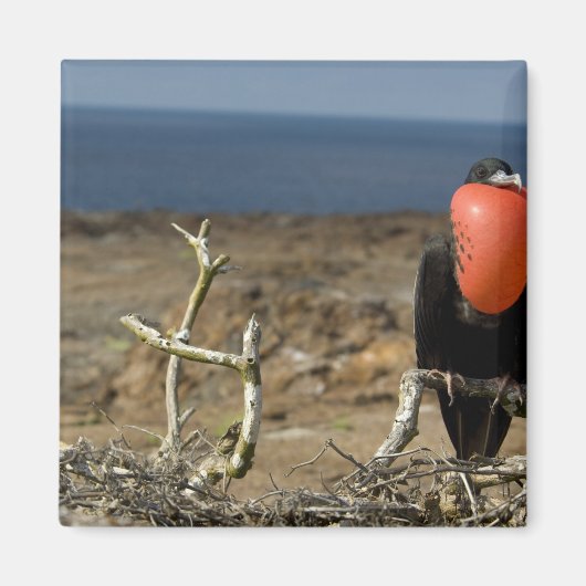 Ecuador, Galapagos, Genovesa-eiland. Prins Magneet (Voorkant)
