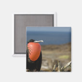 Ecuador, Galapagos, Genovesa-eiland. Prins Magneet (Voorkant / Achterkant)