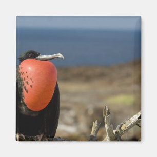 Ecuador, Galapagos, Genovesa-eiland. Prins Magneet