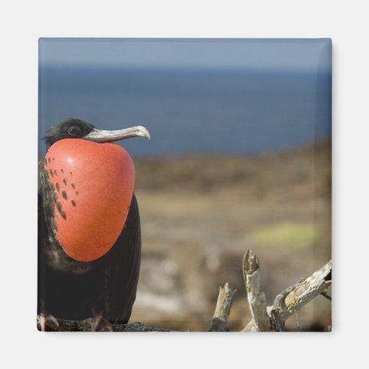 Ecuador, Galapagos, Genovesa-eiland. Prins Magneet (Voorkant)