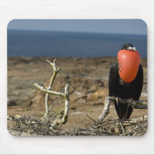 Ecuador, Galapagos, Genovesa-eiland. Prins Muismat