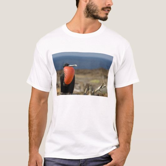 Ecuador, Galapagos, Genovesa-eiland. Prins T-shirt (Voorkant)