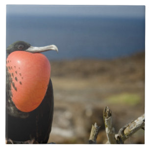 Ecuador, Galapagos, Genovesa-eiland. Prins Tegeltje