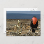 Ecuador, Galapagos, Genovesa. Prins Briefkaart (Voorkant / Achterkant)