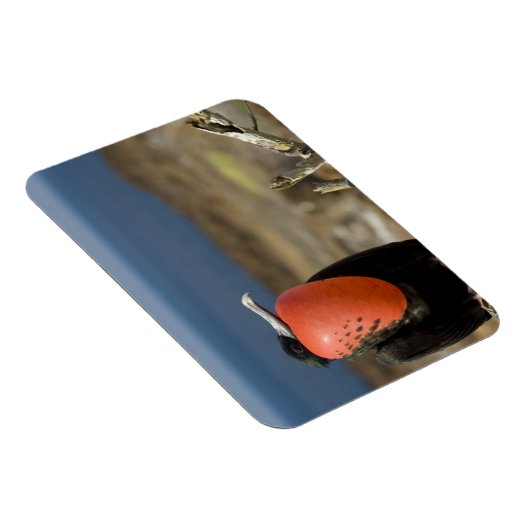 Ecuador, Galapagos, Genovesa. Prins Magneet (Rechterzijde)