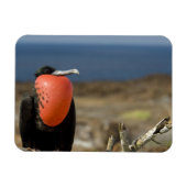 Ecuador, Galapagos, Genovesa. Prins Magneet (Horizontaal)