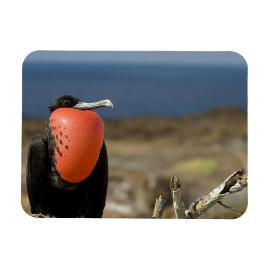 Ecuador, Galapagos, Genovesa. Prins Magneet (Horizontaal)