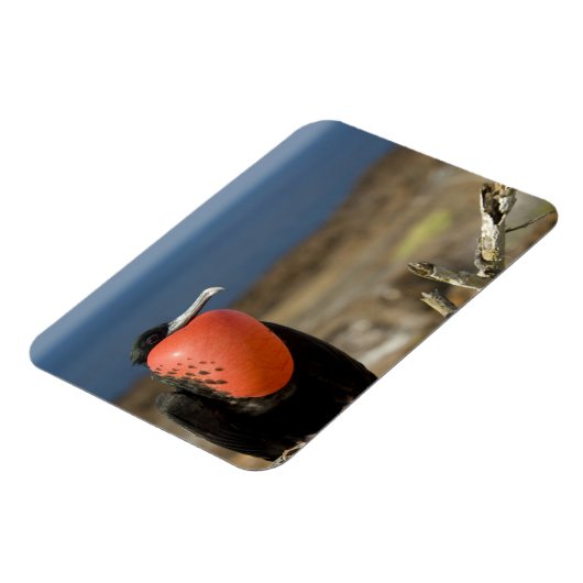 Ecuador, Galapagos, Genovesa. Prins Magneet (Linkerzijde)