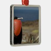 Ecuador, Galapagos, Genovesa. Prins Metalen Ornament (Rechts)