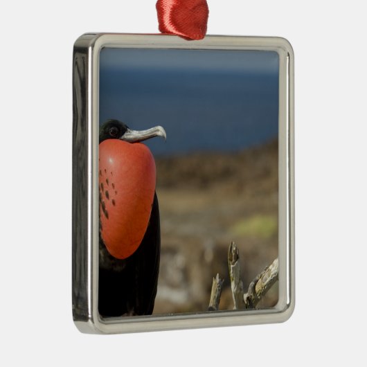 Ecuador, Galapagos, Genovesa. Prins Metalen Ornament (Rechts)