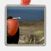 Ecuador, Galapagos, Genovesa. Prins Metalen Ornament (Voorkant)