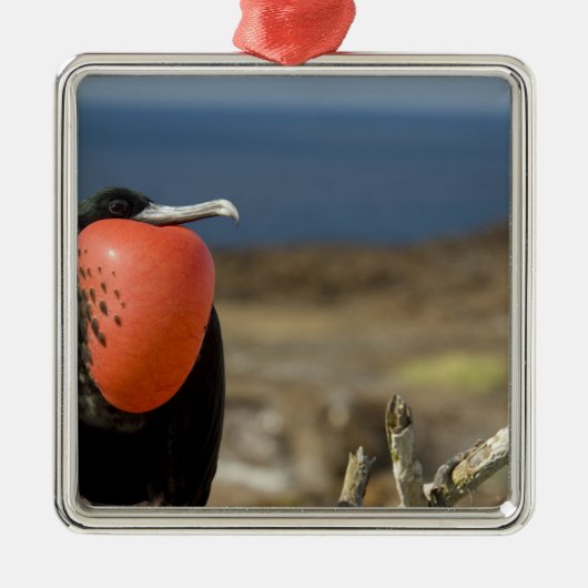 Ecuador, Galapagos, Genovesa. Prins Metalen Ornament (Voorkant)