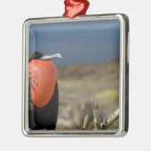 Ecuador, Galapagos, Genovesa. Prins Metalen Ornament (Links)