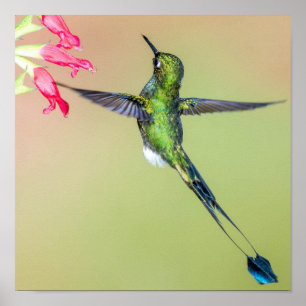 Ecuador Hummingbird met Long Tail Feathers Poster