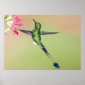 Ecuador Hummingbird met Long Tail Feathers Poster (Voorkant)