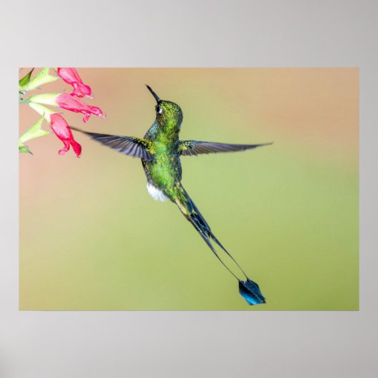 Ecuador Hummingbird met Long Tail Feathers Poster (Voorkant)
