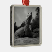 Ecuador, nationaal park Galapagos, Santa Metalen Ornament (Rechts)