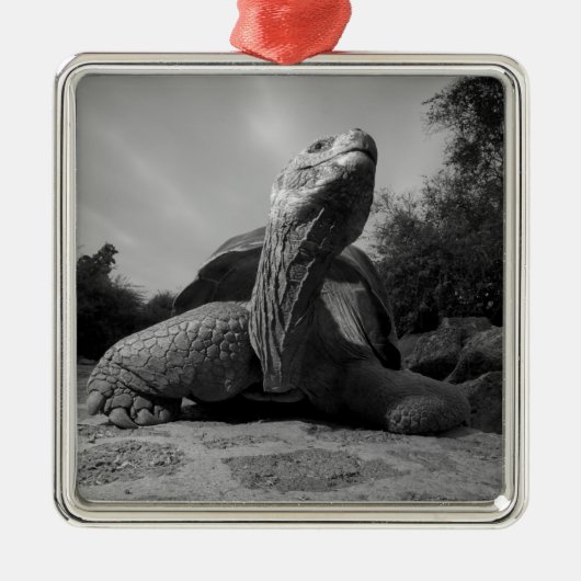 Ecuador, nationaal park Galapagos, Santa Metalen Ornament (Voorkant)