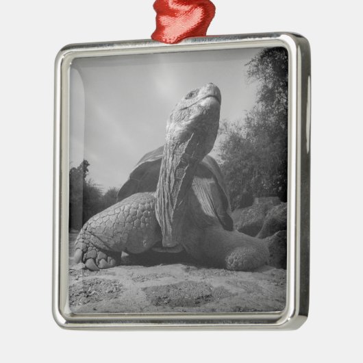 Ecuador, nationaal park Galapagos, Santa Metalen Ornament (Links)