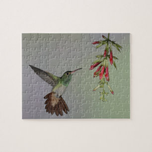 Ecuador, Tandayapa Bird Lodge. Roodstaart Legpuzzel