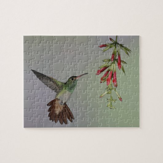 Ecuador, Tandayapa Bird Lodge. Roodstaart Legpuzzel (Horizontaal)