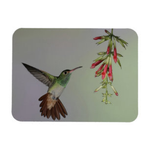 Ecuador, Tandayapa Bird Lodge. Roodstaart- Magneet