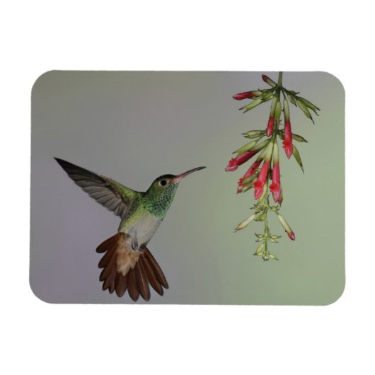 Ecuador, Tandayapa Bird Lodge. Roodstaart- Magneet (Horizontaal)