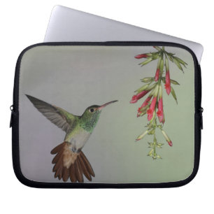 Ecuador, Tandayapa Bird Lodge. Roodstaartkolibrie Laptop Sleeve