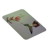 Ecuador, Tandayapa Bird Lodge. Rufstaartstaart Magneet (Rechterzijde)