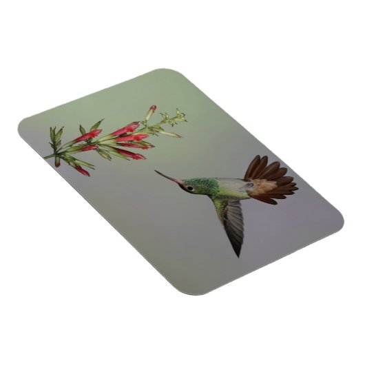 Ecuador, Tandayapa Bird Lodge. Rufstaartstaart Magneet (Rechterzijde)