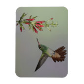 Ecuador, Tandayapa Bird Lodge. Rufstaartstaart Magneet (Verticaal)