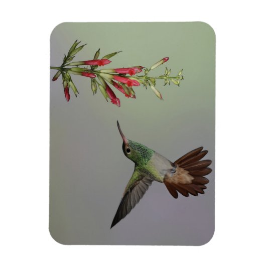 Ecuador, Tandayapa Bird Lodge. Rufstaartstaart Magneet (Verticaal)