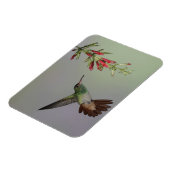 Ecuador, Tandayapa Bird Lodge. Rufstaartstaart Magneet (Linkerzijde)