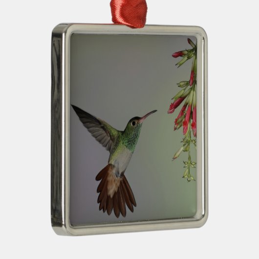 Ecuador, Tandayapa Bird Lodge. Rufstaartstaart Metalen Ornament (Rechts)