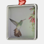 Ecuador, Tandayapa Bird Lodge. Rufstaartstaart Metalen Ornament (Links)