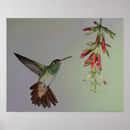 Ecuador, Tandayapa Bird Lodge. Rufstaartstaart Poster (Voorkant)