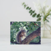 Écureuil Briefkaart (Staand voorkant)