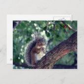 Écureuil Briefkaart (Voorkant / Achterkant)