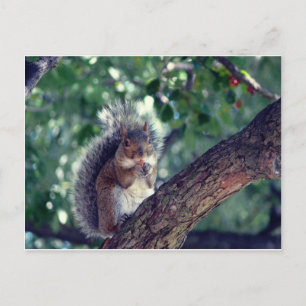 Écureuil Briefkaart