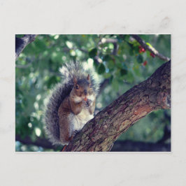 Écureuil Briefkaart