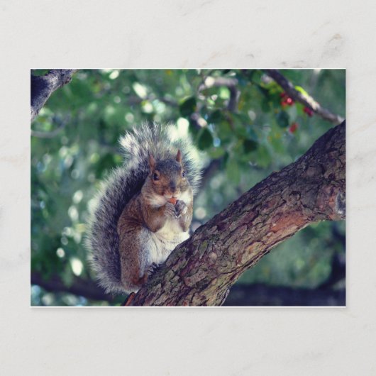 Écureuil Briefkaart (Voorkant)